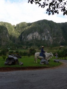 Bereden rund in de vallei bij Viñales Cuba