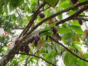 Cacaoboom in Cuba