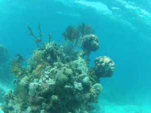 Koraal en prachtige onderwaterwereld in Cuba