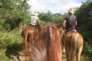 Activiteiten. Paardrijden in Cuba